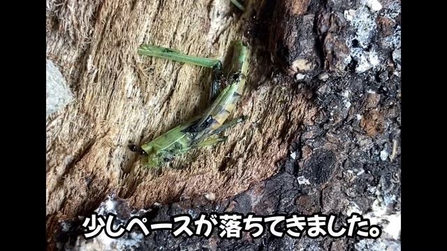 【アリ飼育】No.1ハリブトシリアゲアリの餌やりを一日観察してみました。 смотреть онлайн