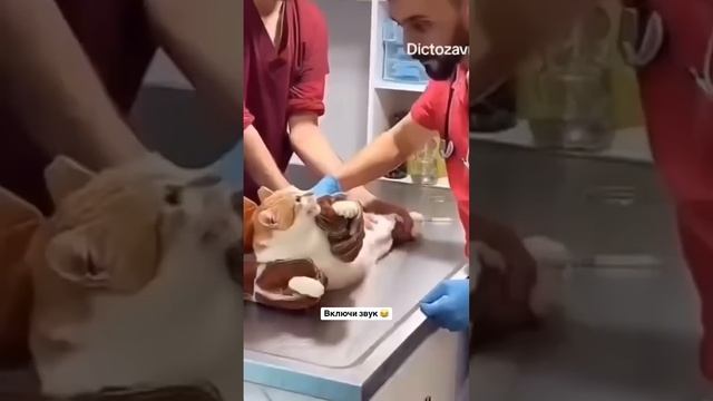 кто в туфли пописал