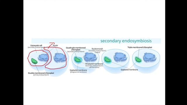 Lecture 3 Taxonomy and Phylogeny of Algae смотреть онлайн