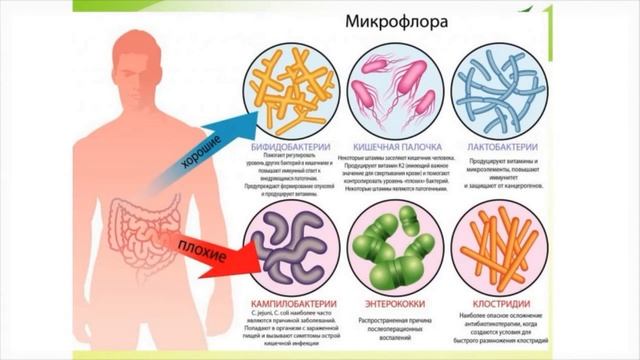 Микробиота кишечника и её роль в организме смотреть онлайн