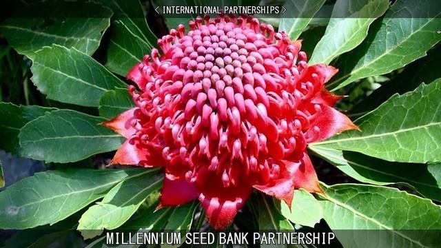 MILLENNIUM SEED BANK PROJECT. смотреть онлайн