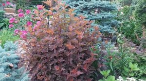 Пузыреплодник КАРЛИКОВЫЙ -LITTLE ANGEL-