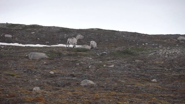 Quark Sea Adventurer Svalbard Circumnavigation July 2016 смотреть онлайн