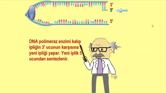 DNA Replikasyonu animasyonu- ( Ogazaki Fragmentleri ) смотреть онлайн