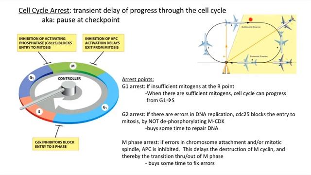 Cell cycle regulation CDKI & cell cycle arrest смотреть онлайн