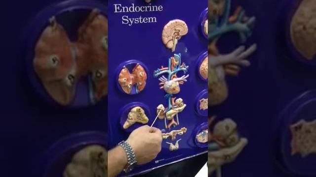 Endocrine System смотреть онлайн