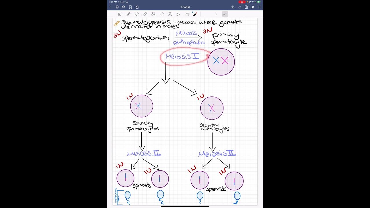 Spermatogenesis смотреть онлайн