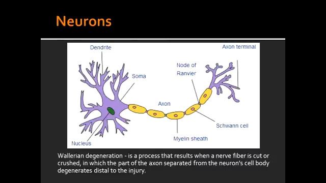 Neurons - First Aid USMLE смотреть онлайн