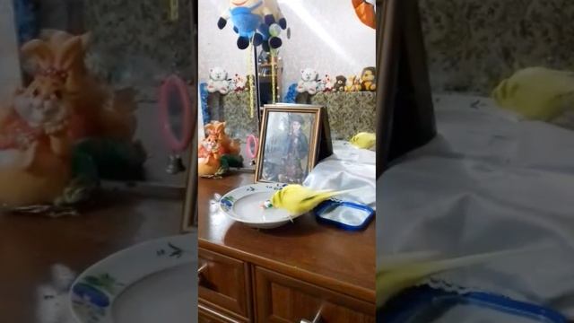 Милый топот попугая по тарелки смотреть онлайн