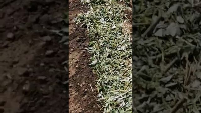 Сынок, это наши черенки из остатка лозы от несостоявшейся беседки, третий день как высадили. смотреть онлайн
