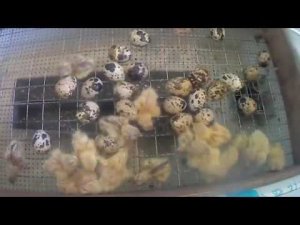 17 День инкубации перепелиных яиц