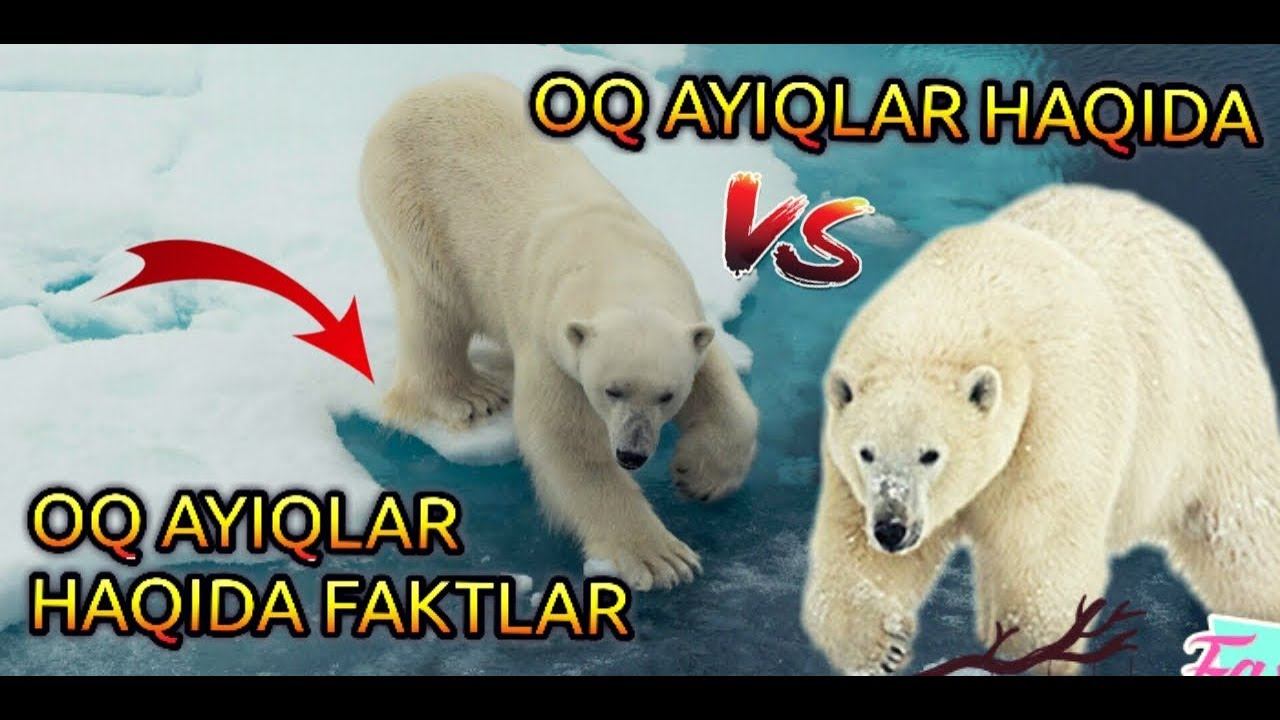 OQ AYIQLAR HAQIDA FAKTLAR