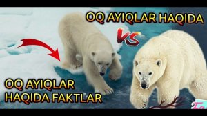 OQ AYIQLAR HAQIDA FAKTLAR