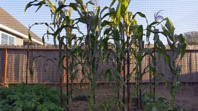 watering muh crops смотреть онлайн
