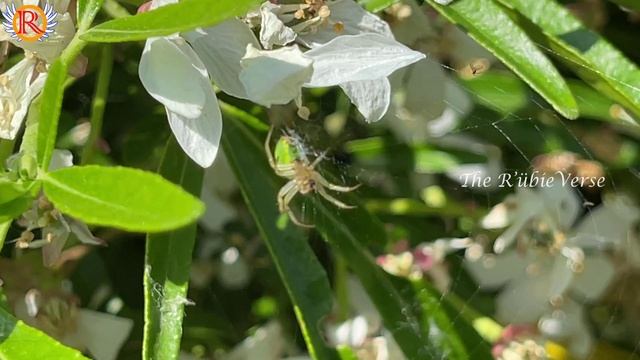 Green Orb-Weaver Spiders, Green Spider Hunting Ants, for Her Lunch...🕷️🕷️🕷️🕷️🕷️ смотреть онлайн