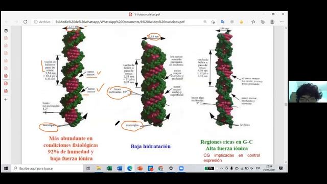 ✅BIOLOGÍA CELULAR Y MOLECULAR💥ADN -1💛RIVALDO RIVEROS смотреть онлайн