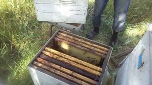 Расширение пчелосемьи вторым корпусом