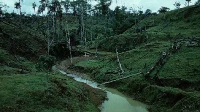 mata atlantica смотреть онлайн