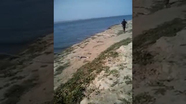 Рыбалка в мингечаурском водохранилище смотреть онлайн