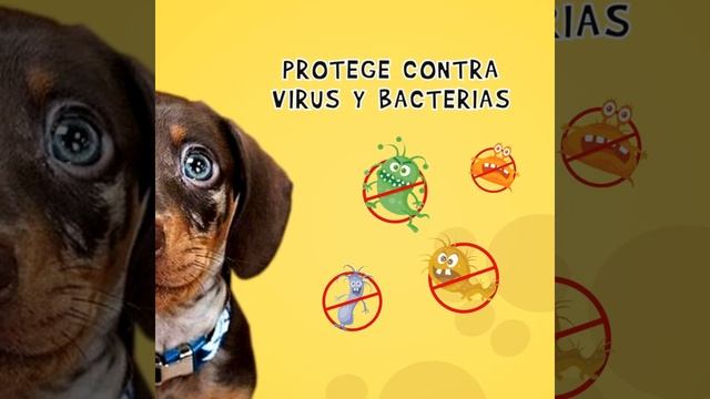 WOOW CACHORRO смотреть онлайн