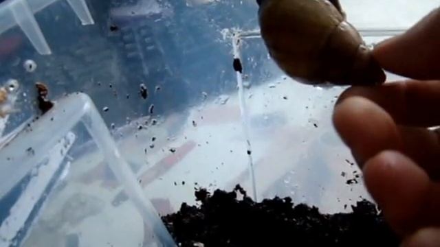 чем я кормлю улиток?||болтолгическое видео смотреть онлайн