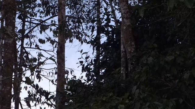Macaques @ Kinabatangan, Borneo смотреть онлайн