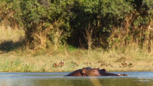 Popular Safari Through The Delta смотреть онлайн