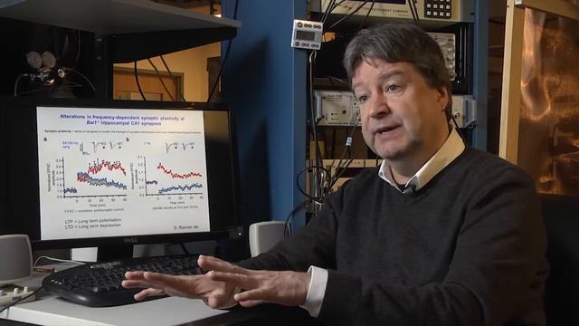 Insight into hippocampal synaptic plasticity смотреть онлайн
