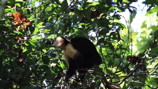 Animals of Panama! смотреть онлайн