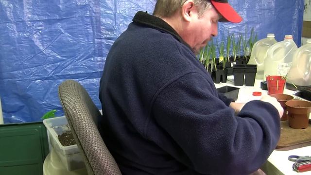 Flower Gardening - Planting Marigolds, Zinnias, & Coreopsis from seed смотреть онлайн