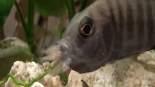 Mouthbrooder (cichlid) Spitting Out And Picking Up Her Babies! / Маутбрудер прячет во рту мальков!