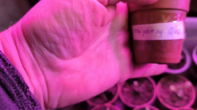 Огород на подоконнике 2024г смотреть онлайн