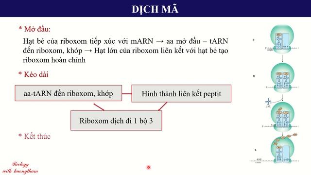 Mã di truyền, dịch mã смотреть онлайн