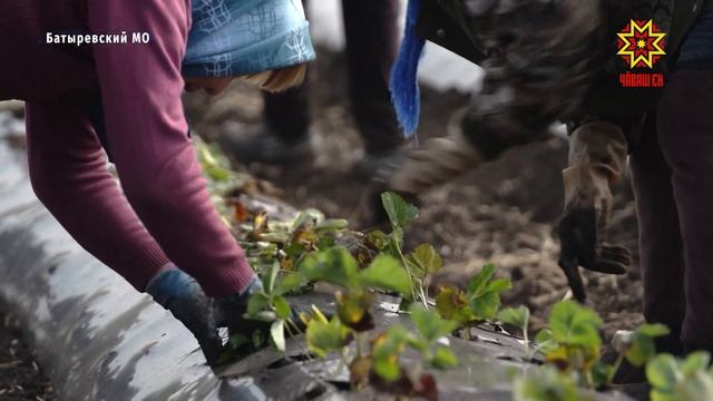 Для урожая на следующий сезон: в Батыревском плодопитомнике сажают клубнику смотреть онлайн