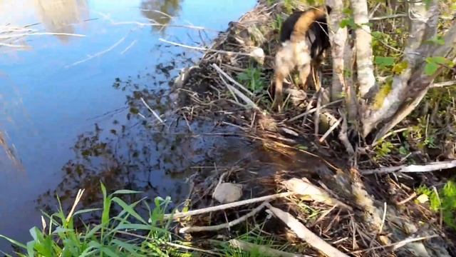 Нашли очень большую бобровую дамбу.Found a very large beaver dam смотреть онлайн