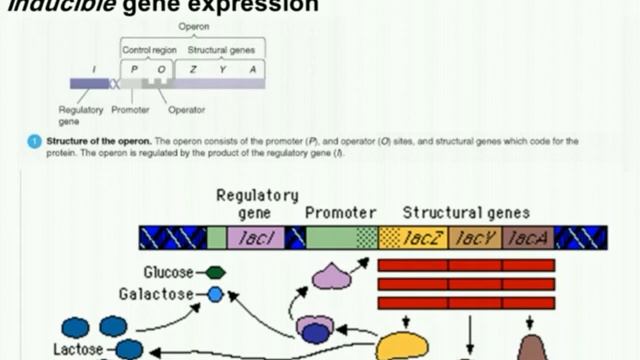 Lecture 4 смотреть онлайн