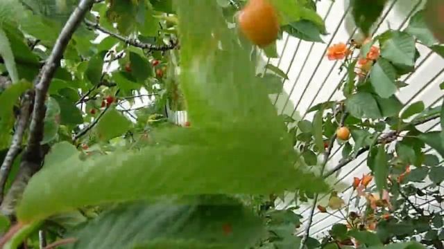 Сбор черешни / Вкусный урожай в саду // Жизнь в деревне // смотреть онлайн