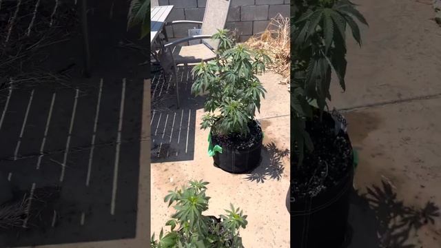 Outdoor grow side 2 смотреть онлайн