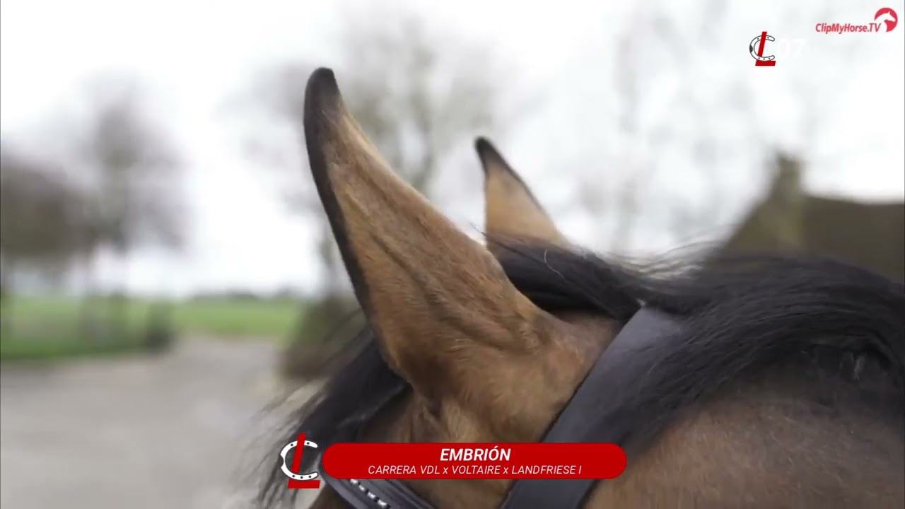 LOTE 7 EMBRION смотреть онлайн