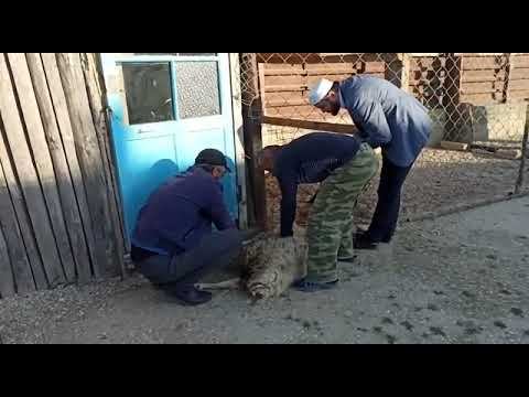 Выплата заката с мелкорогатого скота смотреть онлайн