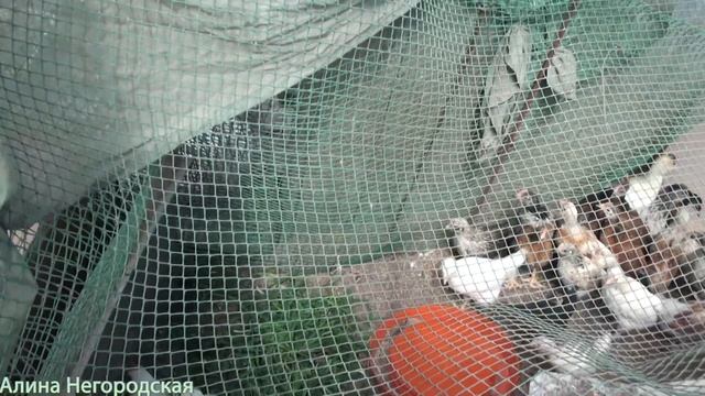 Индюшата в теплице смотреть онлайн