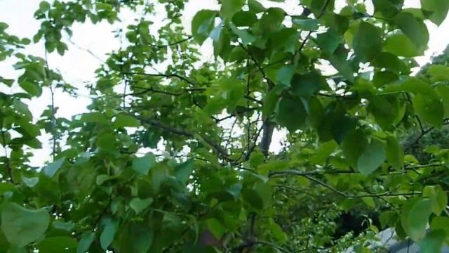 Прогулка по саду // Жизнь в деревне // смотреть онлайн