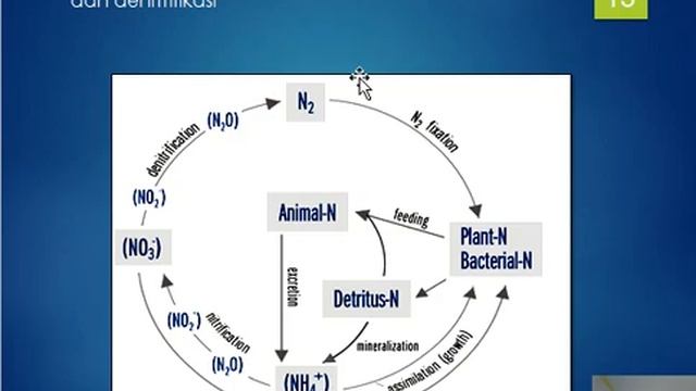 Nutrien, Siklus Nitrogen, MK. Limnologi смотреть онлайн