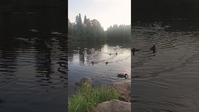 Озеро СВЕТЛОЕ Всеволожский р-н, Токсово. Ленинградская область #петербург #ленинградскаяобласть смотреть онлайн