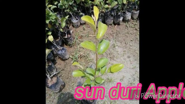 Sun duri apple ber farming kaise karen pura jankari смотреть онлайн