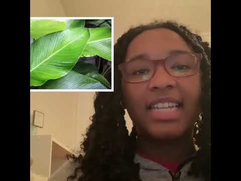 Photosynthesis Song Project смотреть онлайн