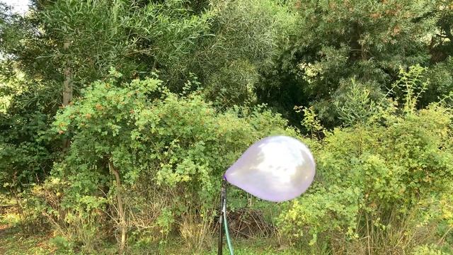 Sempertex 12” Crystal Balloon B2P In The Woods