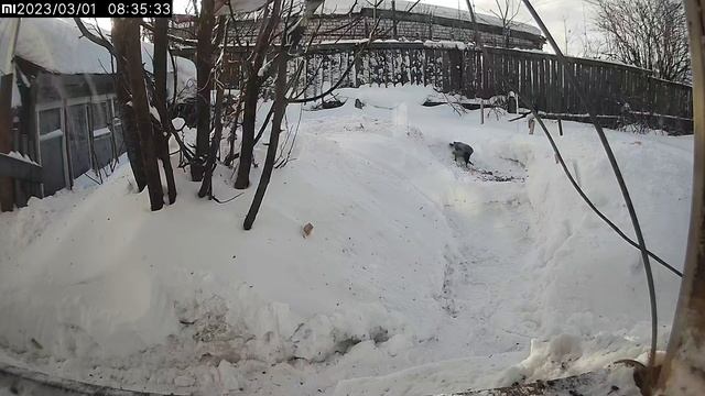 Пока ворона кушает, сорока ждет в очереди #Киров смотреть онлайн