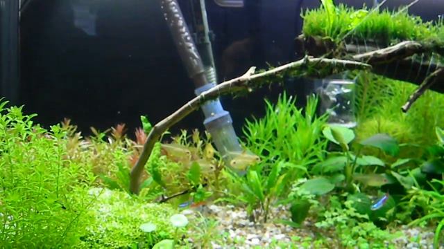 DIY Difuzor Casa.MOV смотреть онлайн