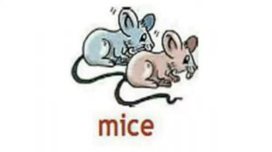 How to Pronounce Mice in British English